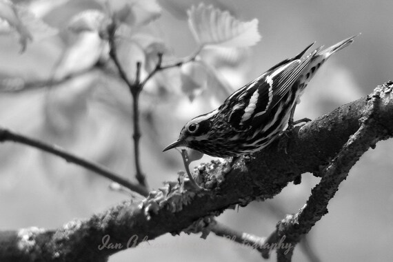 Black And White Warbler Warblers Migration Spring Bird Digital Etsy