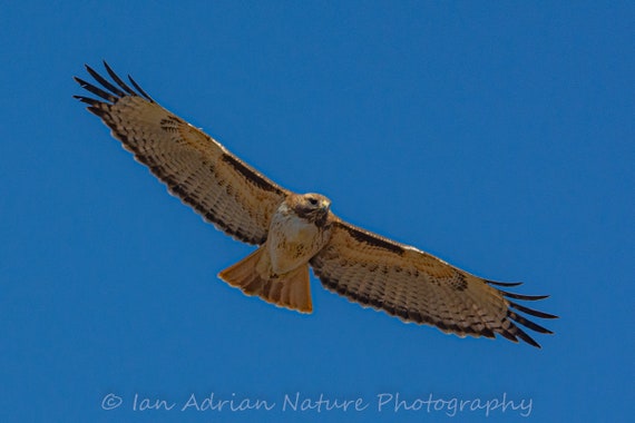 Red-shouldered Hawk Photo Raptor Bird Photography Birds of 