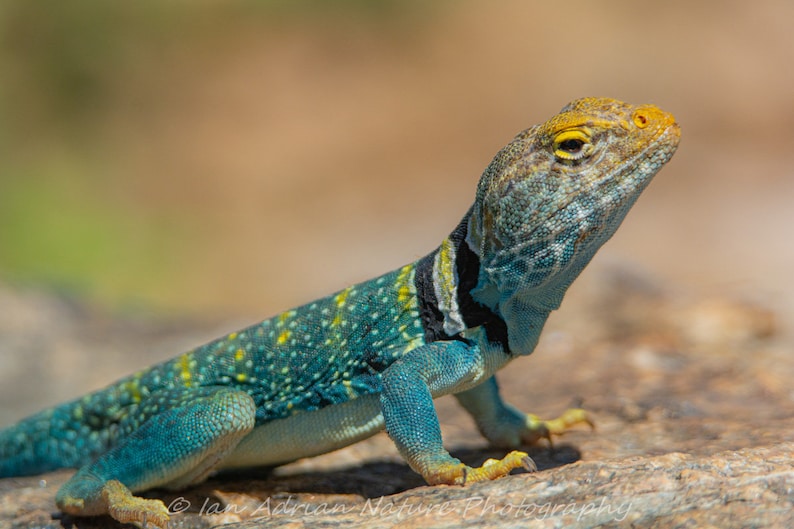 Iconic Arizona Lizards 5 Images DIGITAL DOWNLOAD Reptile Wildlife ...
