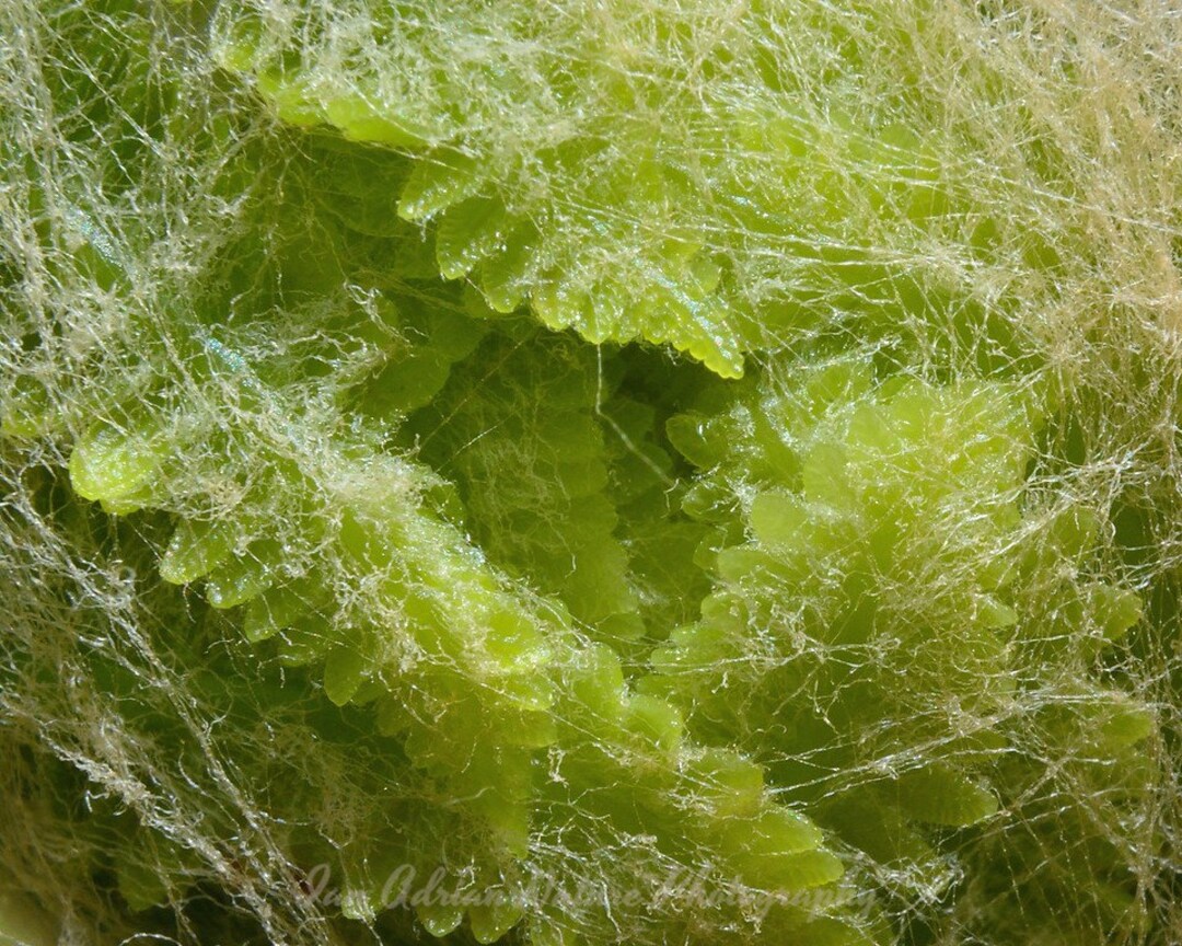 Fiddlehead Fern Fiddle Head Plant Nature Forest Photo DIGITAL DOWNLOAD