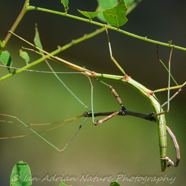 Green Walking Stick Insects Photo Print Nature DIGITAL DOWNLOAD Wildlife Animal Macro Bugs Camouflage Plants Picture Fine Art Leaves Arizona