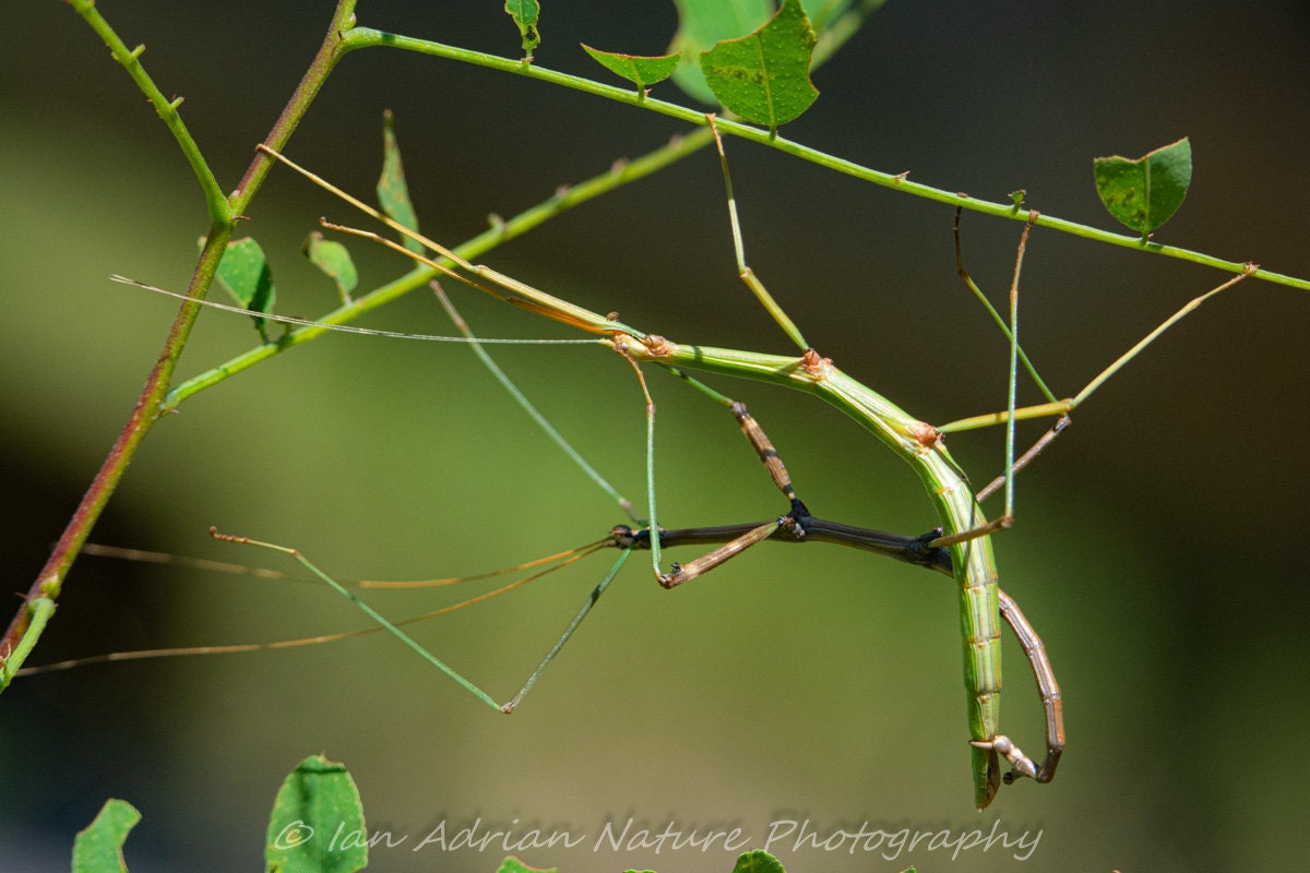 A black-and-red stick insect from the Philippines – observations
