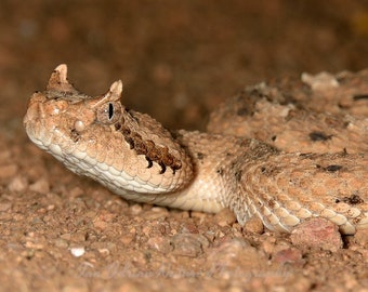 Arizona Ratelslang Soort 5 Afbeeldingen DIGITALE DOWNLOAD Foto Foto's Reptielen Slangen Dieren in het wild Dier Natuur Sidewinder Banded Rock Ride Neus