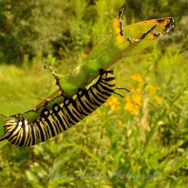 Monarch Butterfly Insect Caterpillar Life Cycle Digital File Yellow Photos Photography Nature Pollinator Pic Butterflies Downloads Green Art