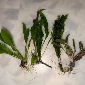 May include: Four distinct aquatic plants arranged in a row. The first two are bright green with long, lance-shaped leaves. The third is a dense, dark green, feathery stem plant. The fourth has reddish-brown, oval-shaped leaves. Each has visible roots.