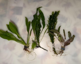 May include: Four distinct aquatic plants arranged in a row. The first two are bright green with long, lance-shaped leaves. The third is a dense, dark green, feathery stem plant. The fourth has reddish-brown, oval-shaped leaves. Each has visible roots.