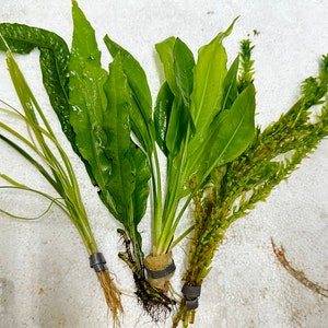 May include: A collection of four distinct aquatic plants for freshwater aquariums. The set includes long, thin, light green grass-like blades, broad dark green wavy leaves, smooth bright green lance-shaped foliage, and a dense, feathery stem plant.