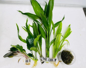 Aquarium Plant Beginners Bundle
