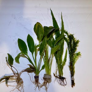 May include: A collection of five distinct aquatic plants with green leaves and visible root systems. Each plant is bundled at the base with a small grey weight or band. The foliage varies in shape, ranging from broad, oval leaves to long, narrow, pointed blades and a textured, moss-like stem.