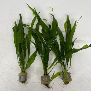 May include: Three aquatic plants with long, slender, dark green leaves. Each plant base is secured in a small, cylindrical, beige foam plug wrapped with a thin, silver-colored metal band, with thin brown roots extending from the bottom of the plugs.