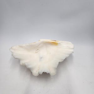 Bear paw Clam half  shell 7&quot; wide  x 4.5 deep x 2 inch high