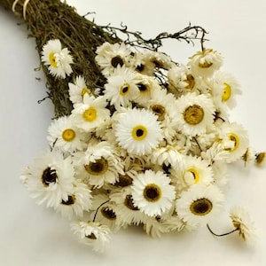 Dried daisies, White dried daisies, Daisy decoration, Floral decor, Dried daisy bunch, Natural chrysanthemum,  Rustic wedding decoration