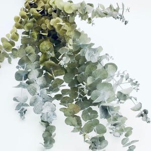 Dried Eucalyptus Stems: Rustic Home Decor, DIY Wreaths