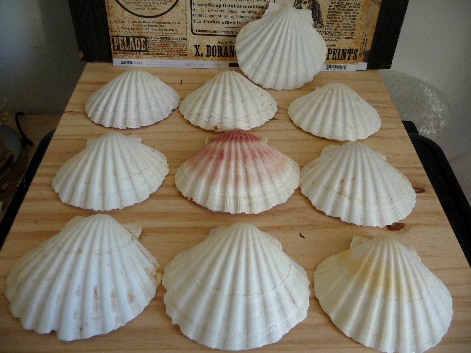 Set di 10 vere conchiglie di pesce capesante antipasto freddo Etsy