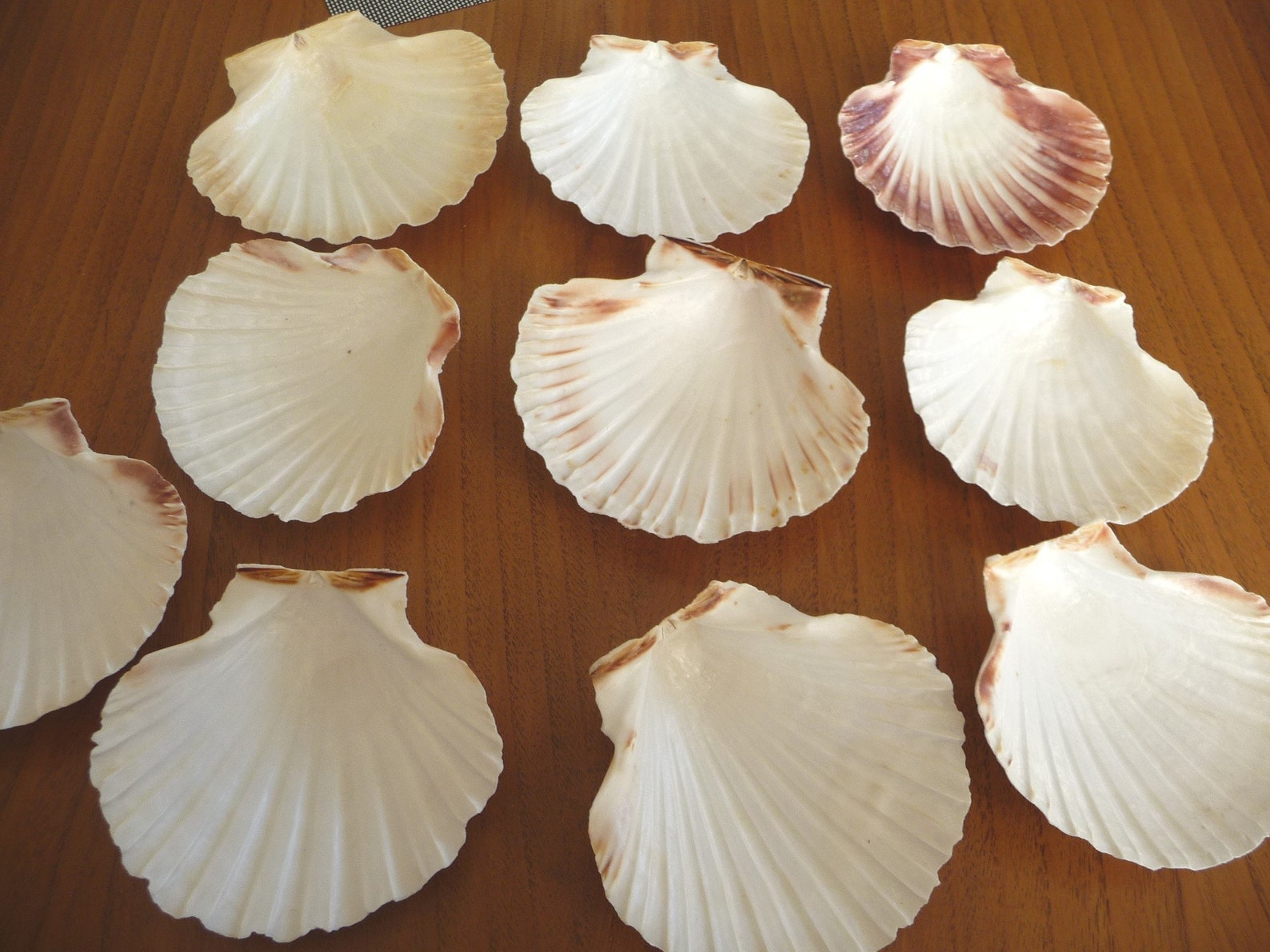 Set di 10 vere conchiglie di pesce capesante antipasto freddo Etsy