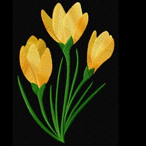May include: Three yellow crocus flowers with green stems and leaves on a black background.