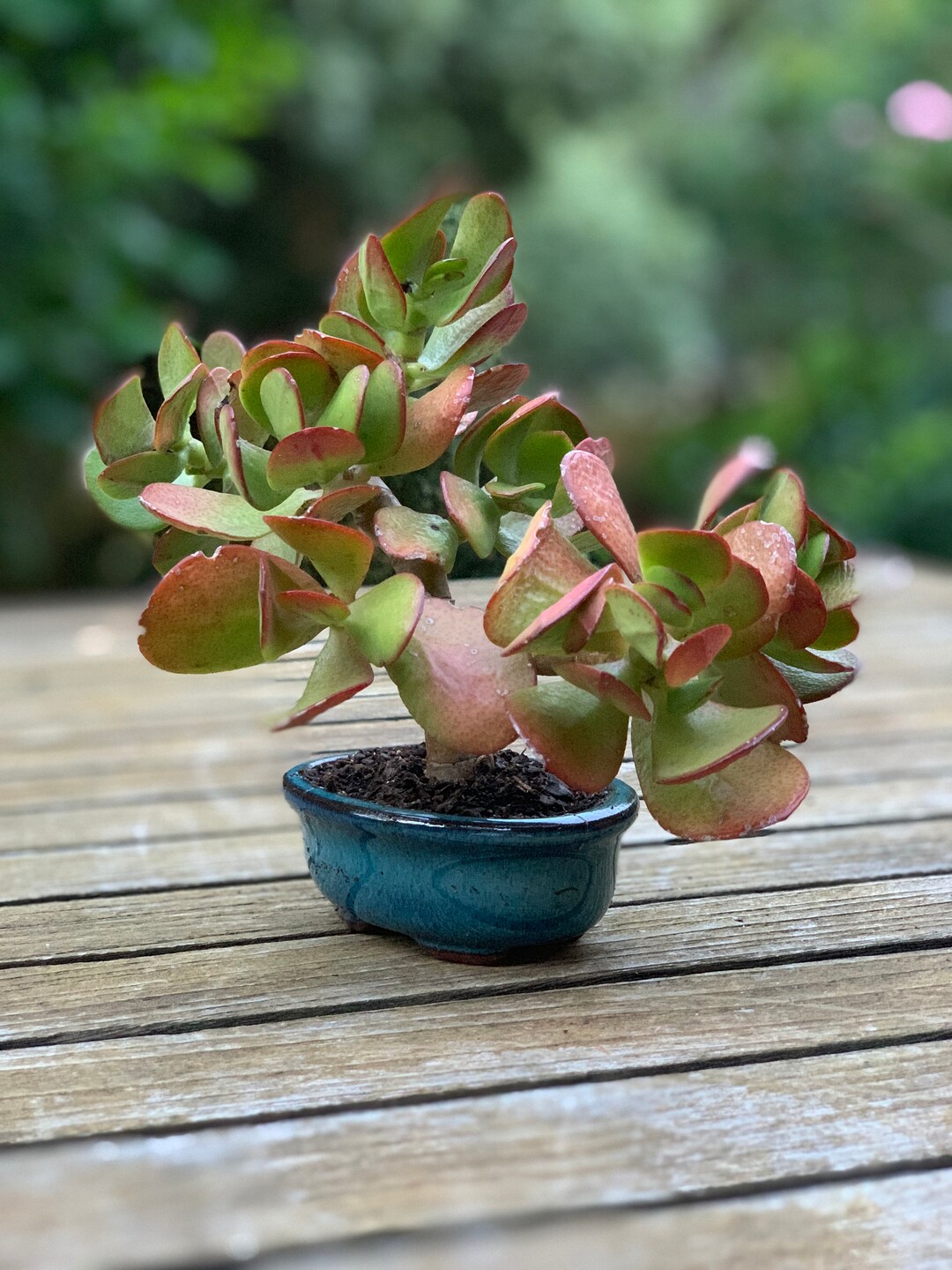 Jade Bonsai Shohin Style Etsy Australia