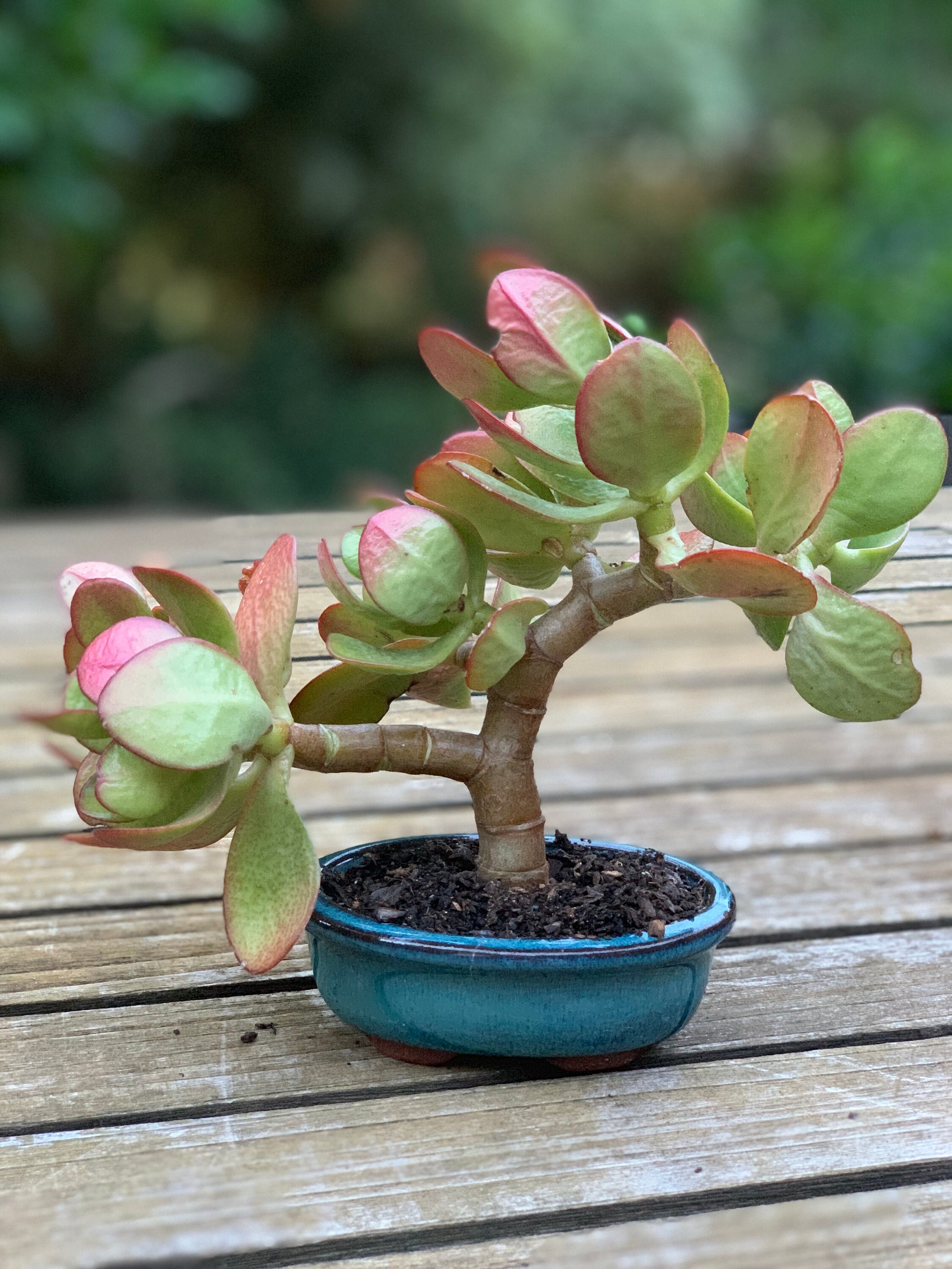 Jade Bonsai Shohin Style 20cm Etsy Australia