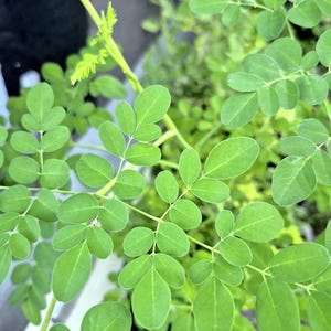 May include: Close-up of vibrant green moringa leaves. The leaves are small, oval-shaped, and arranged in a symmetrical pattern along the stems. The image highlights the fresh, healthy appearance of the plant, with a focus on its natural beauty.