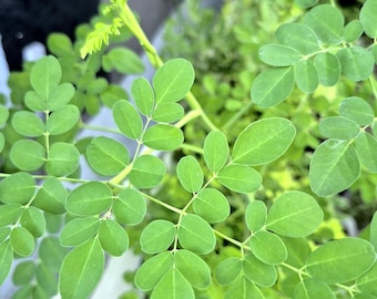 100% Organic Fresh Moringa LEAVES – Power Up Your Health with Nature’s Most Versatile Superfood