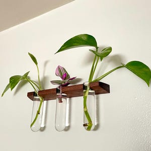 Lotus Triple Floating Wall Vase – Plant Propagation Wall Planter – Walnut or Cherry Hardwood Mount with Glass Propagation Tubes