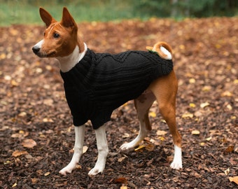 pumpkin dog sweater