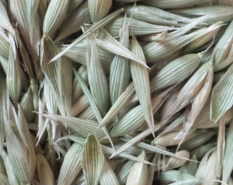 May include: A close-up of a pile of dried oat seed heads. The seed heads are light brown and green in color and have a papery texture.