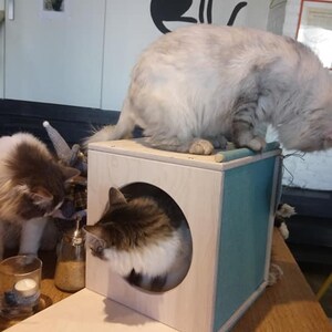 May include: Three cats in a cat cafe. A white cat sits on a wooden cat house with a blue fabric lining. A gray and white cat is inside the cat house. A gray and white cat stands on the floor next to a clear glass candle holder.