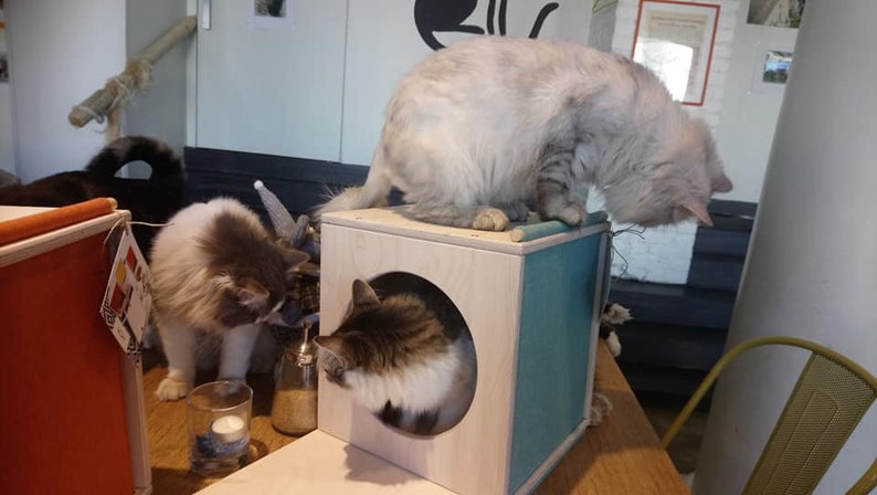 May include: Three cats in a cat cafe. A white cat sits on a wooden cat house with a blue fabric lining. A gray and white cat is inside the cat house. A gray and white cat stands on the floor next to a clear glass candle holder.