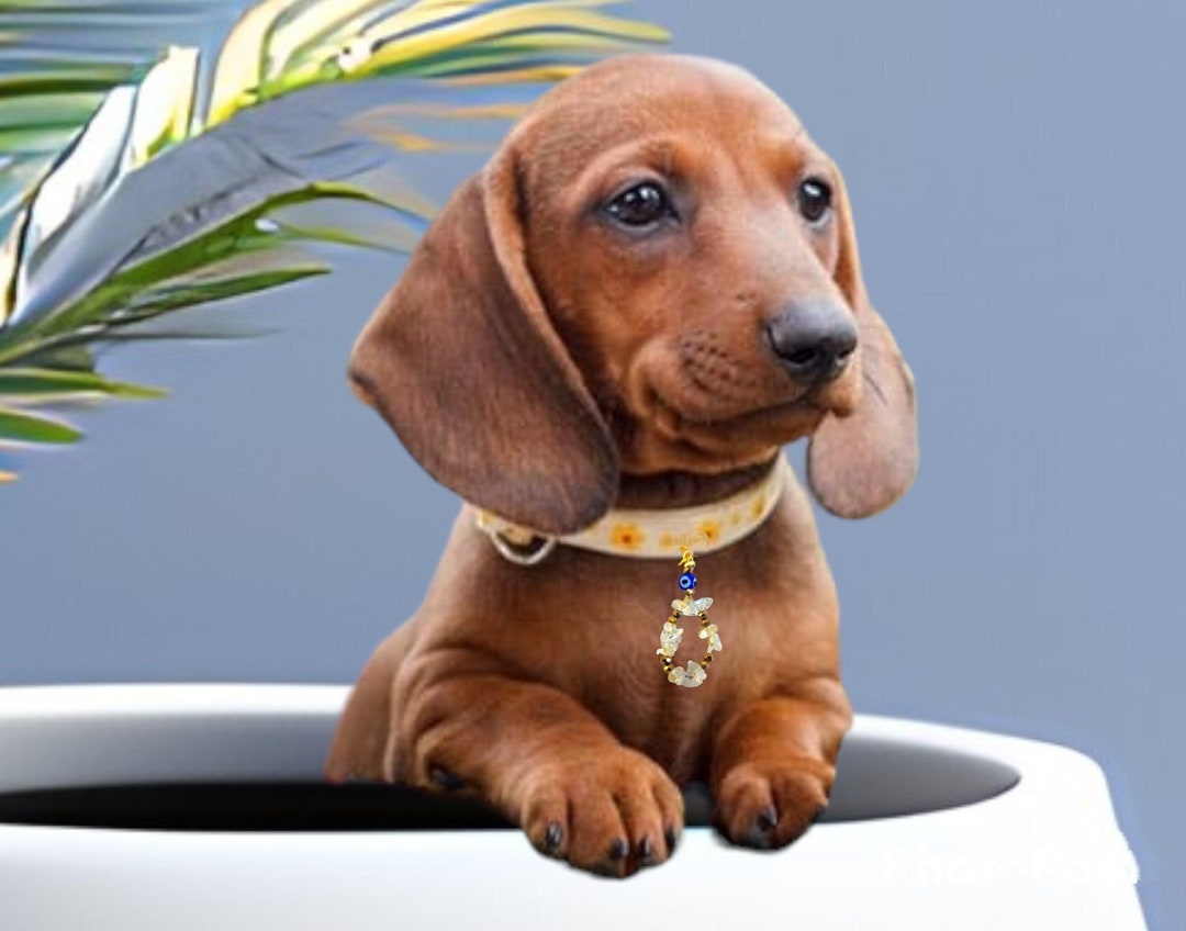 Pet Collar Charm, November Birthstone Pet Collar Charm, Gemstone