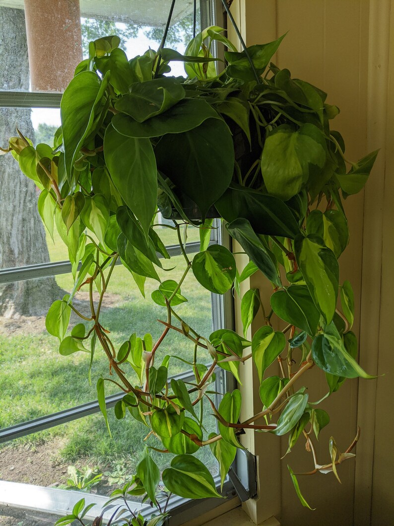 Philodendron Brasil Cutting image 0