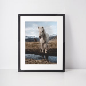 May include: A white horse with a pink tongue sticking out stands in a stream in a field with mountains in the background.