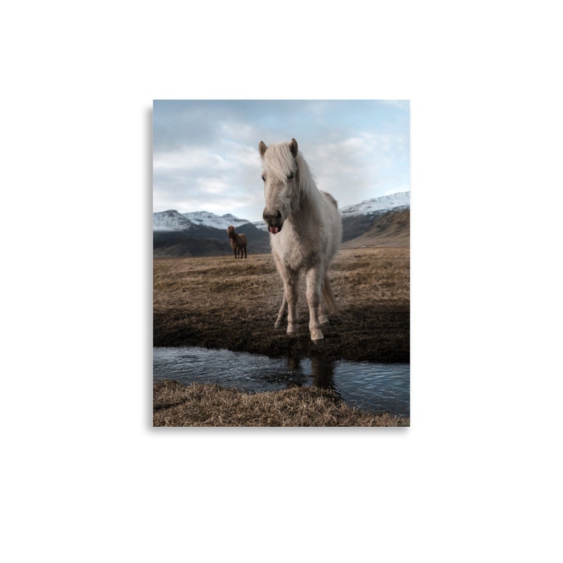 May include: A white Icelandic horse with a brown horse in the background stands in a shallow stream with its tongue sticking out. The horse is in a field with snow-capped mountains in the distance.