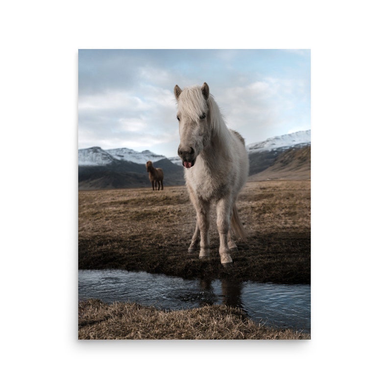 May include: A white Icelandic horse with a long mane stands in a shallow stream, looking directly at the camera with its tongue sticking out. A brown horse is visible in the background.
