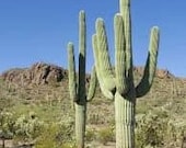 Saguaro Gigantea Cactus-Water Tolerant-Black w yellowish white spikes-3inchces Bareroot-Desert-Low Maintenance-Carnegiea gigantea