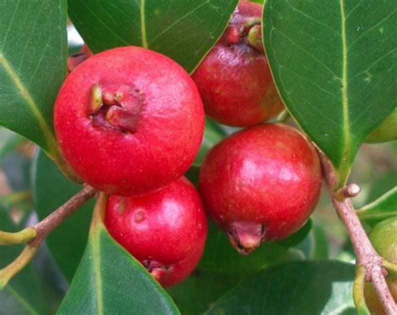 Cherry Guava Plant 3gallon Mature Fruiting on Spring 23ft Etsy