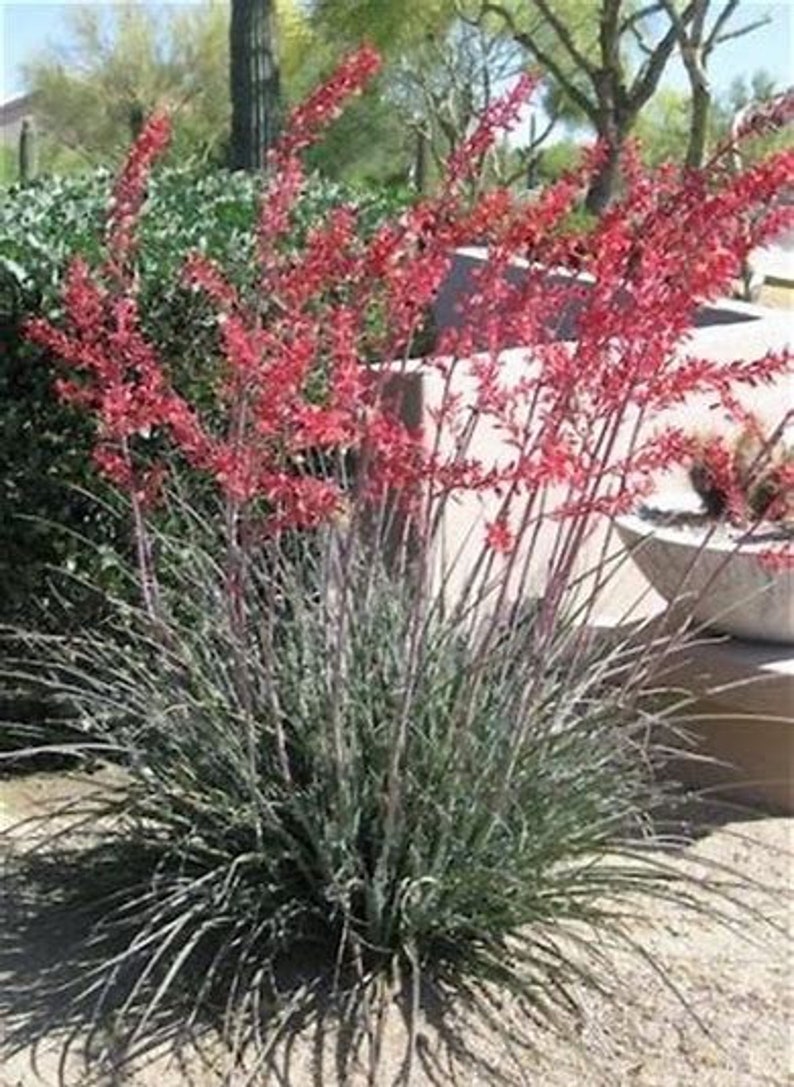 4 Red Yucca Plant Flowers in Red Succulent Plant on 1/2 pot | Etsy