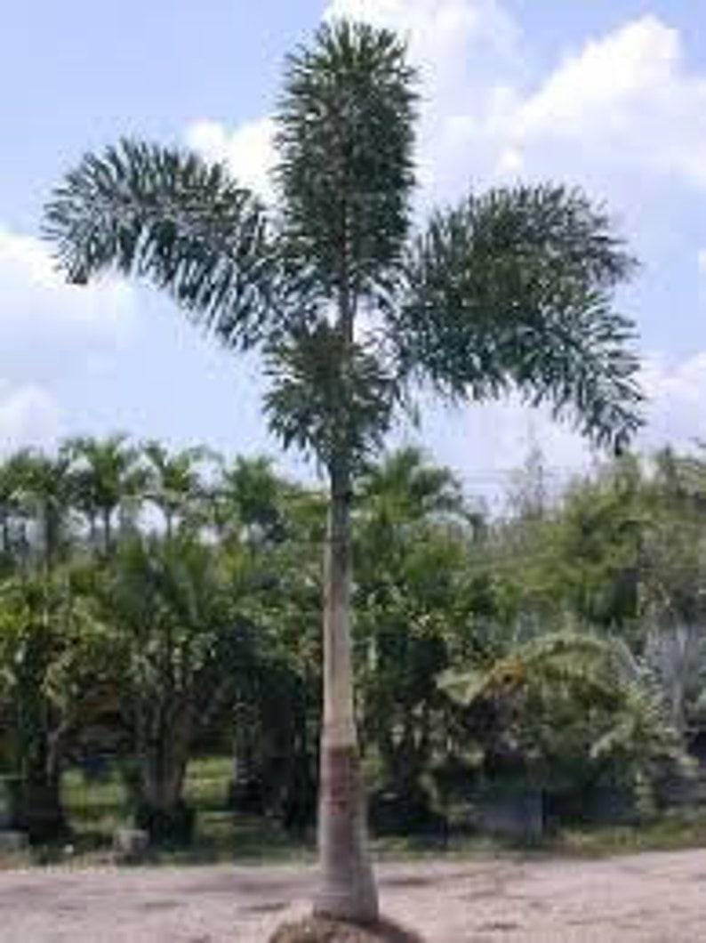 Foxtail Palm Trees wodyetia bifurcata 3gallon 2ft tall Fully | Etsy