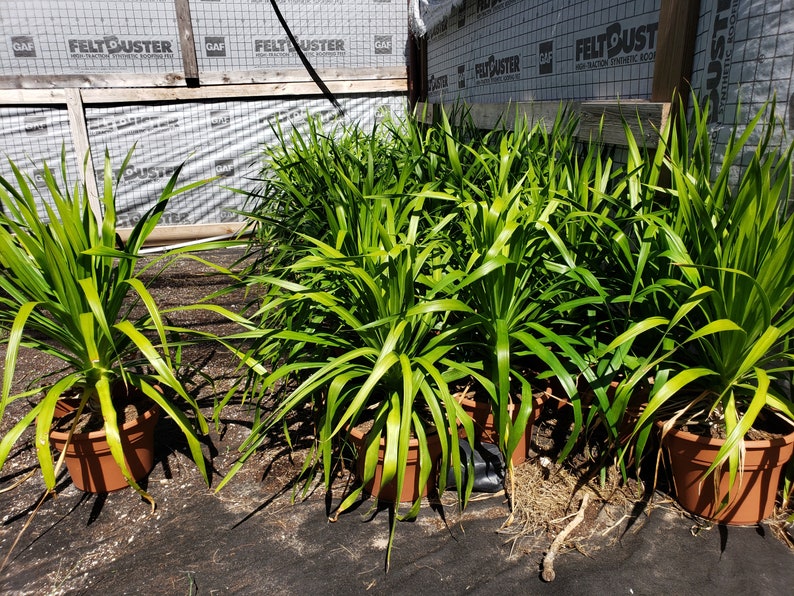 Soft Yucca Plants Indoors/Outdoors ColdHardySwipe Left