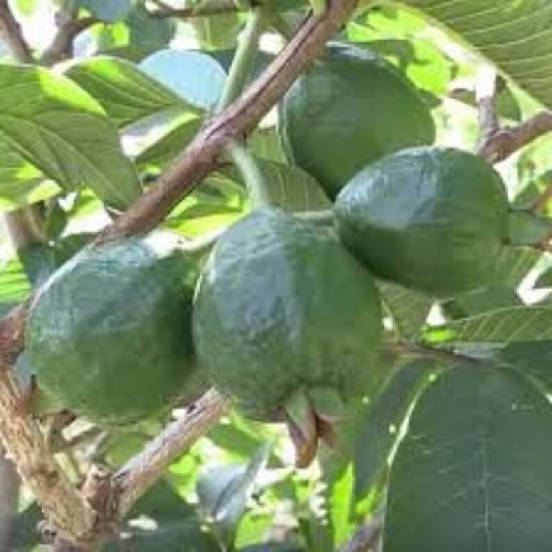 Ruby Red Guava plantBe Patient With Shipping Etsy