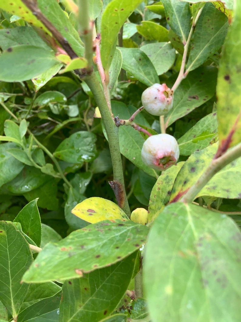 Blueberry Bushes Climax type Etsy