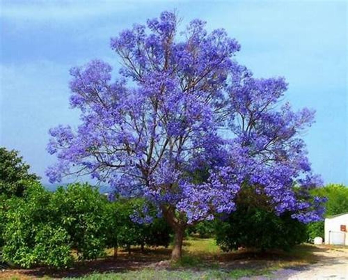 Jacaranda Trees 1ft tall 1/2pot Dormant Season Spring Blooms Etsy