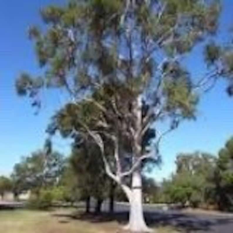 Eucalyptus Plant For Sale Near Me