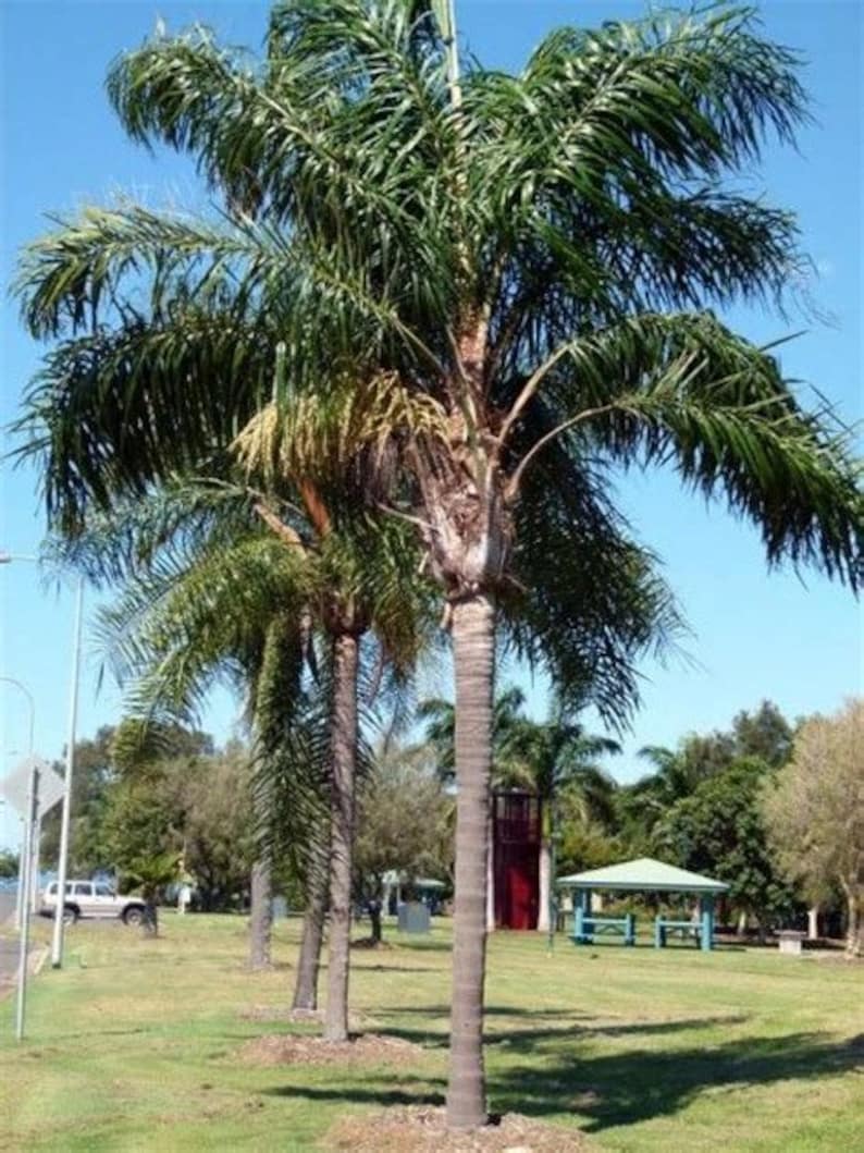 Coco Plumosa Palms 1gallon 2ft tall Fully Rooted Queen Palm | Etsy