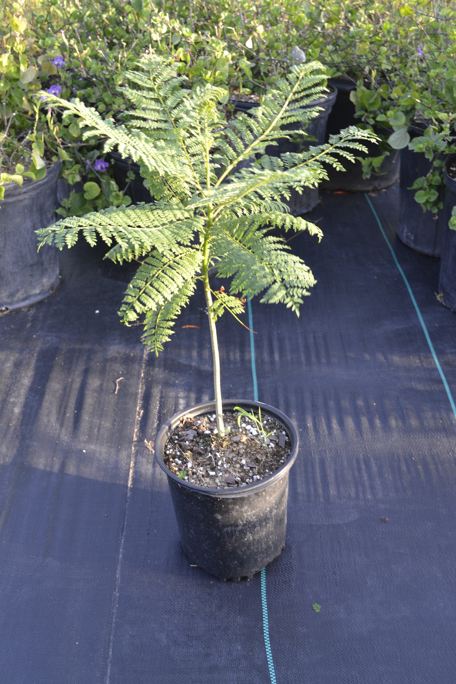 Jacaranda Trees 1ft tall 1/2pot Dormant Season Spring Blooms Etsy