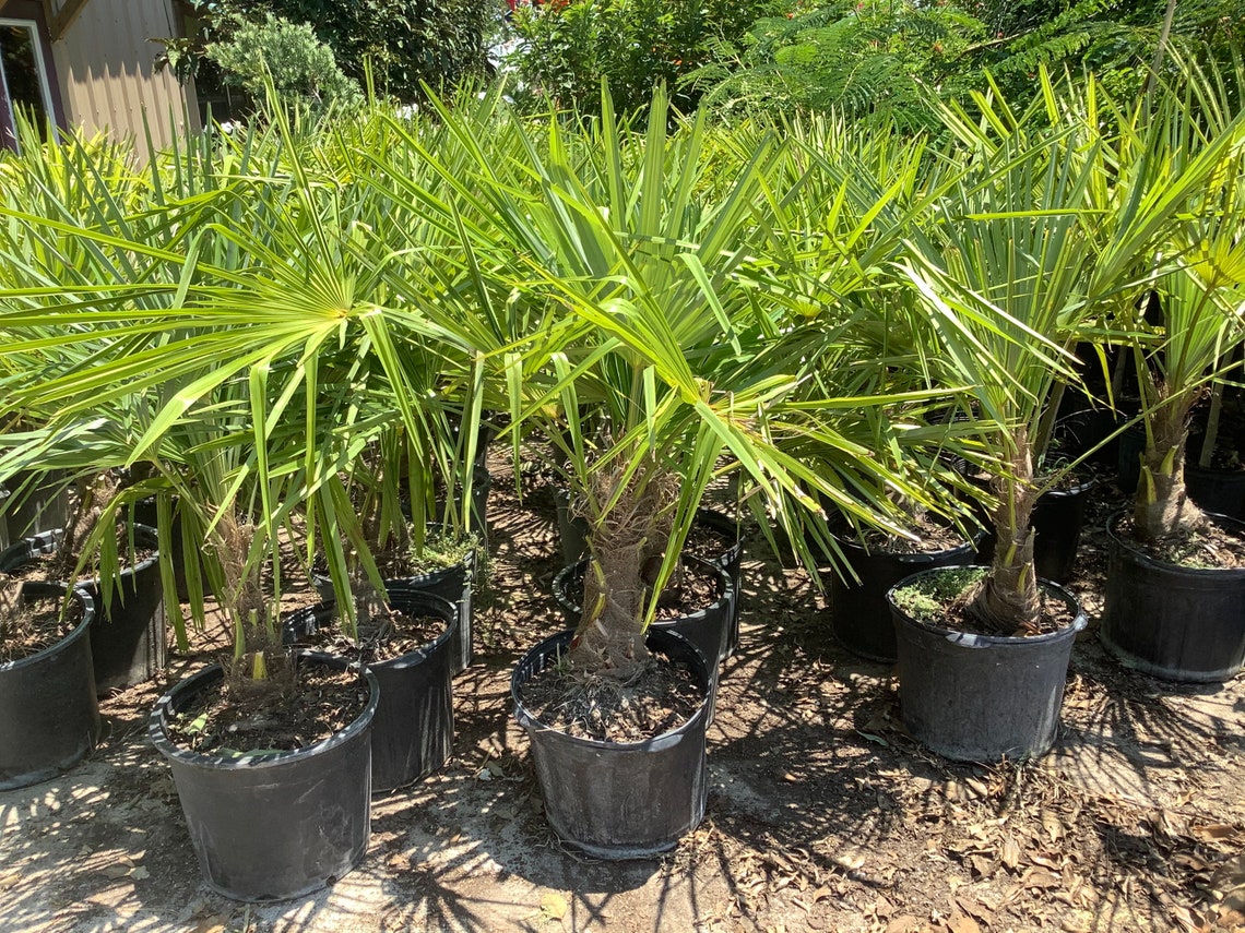 Windmill Palm trees Low Maintenance Cold Hardy Etsy