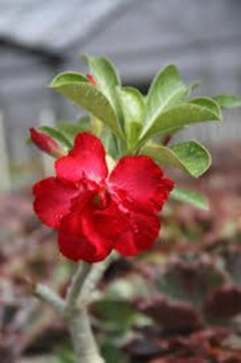 Red Desert Rose plants already Fully rooted Full Sun