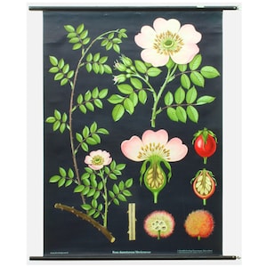 Originele Vintage Hip Rose School Poster 1950s - Linnen