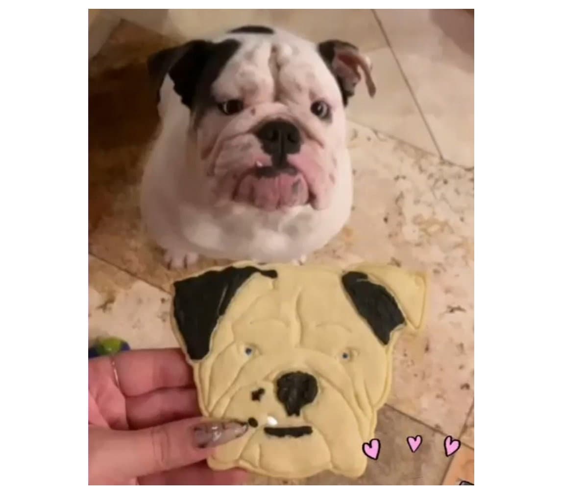 Custom Pet Cookie Cutter - Personalized Dog Face Stamp | Unique Pet Portraits from Photo
