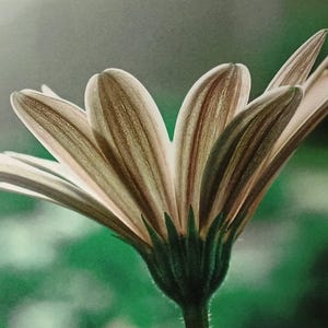 Limited edition artistic photo postcards "Margherite 3"